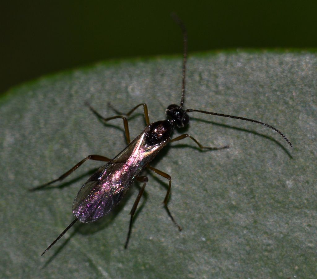 Braconidae da identificare (121)